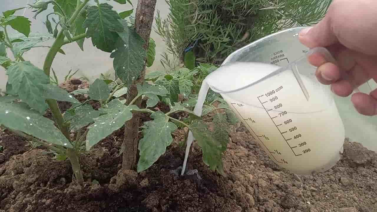 تصویر 4 از کود مرغی مایع مناسب تغذیه سریع خاک با بازدهی بالا